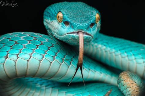 green cobra